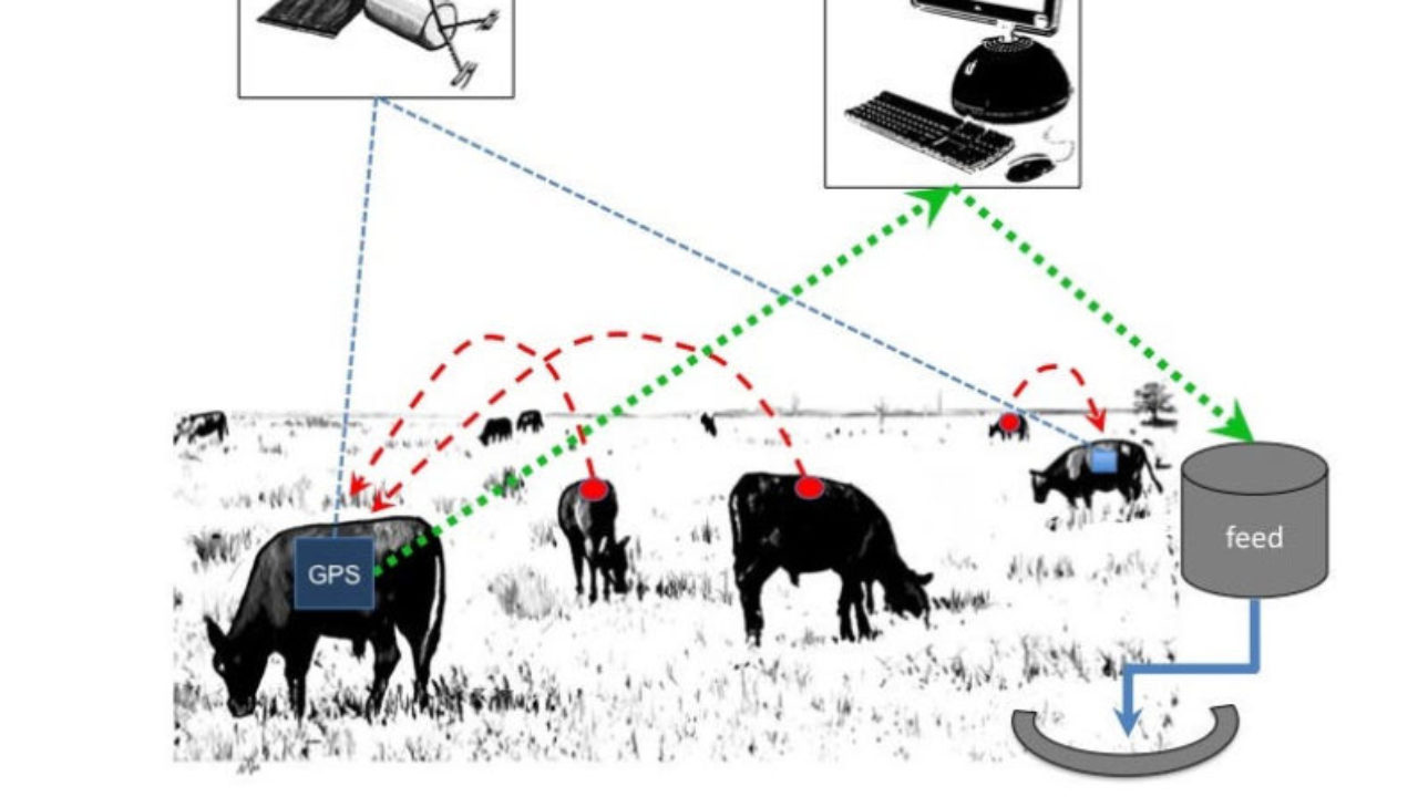 Big data in ranching and animal husbandry 