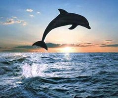 dolphin