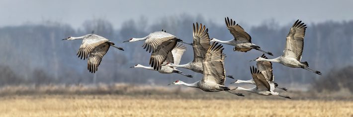 Sandhills Take Flight