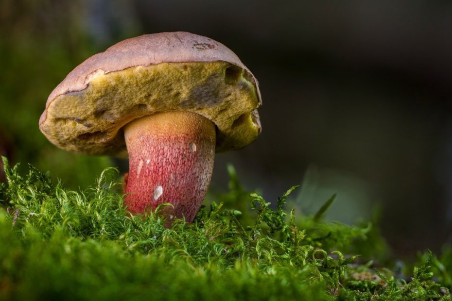 beautiful-foot-boletus-2586702_1920