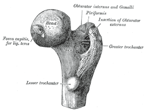 femoral_neck