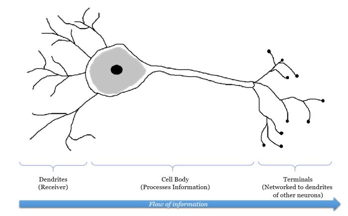 Neuron Illustration