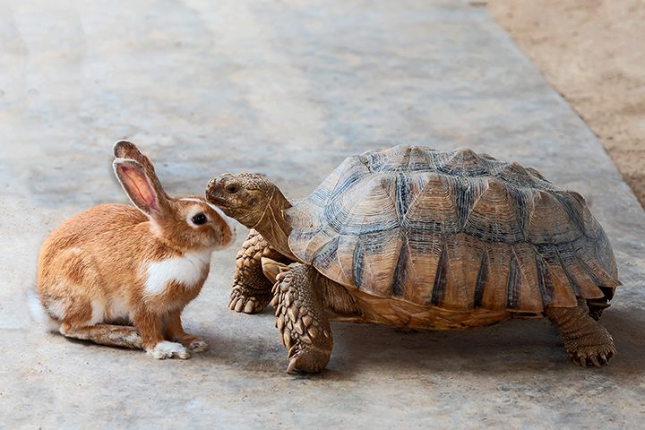rabbit and turtle.