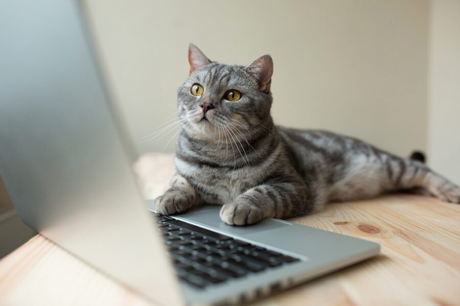 cat using the computer