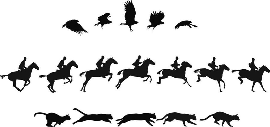 Do The Locomotion 2: motion studies of vulture, horse rider (rid