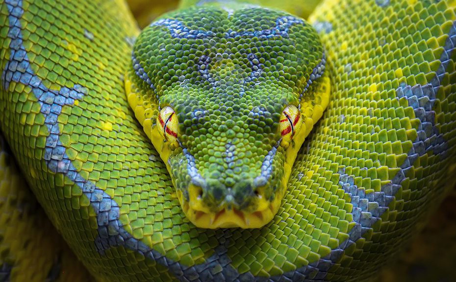 Green Python Chondropython