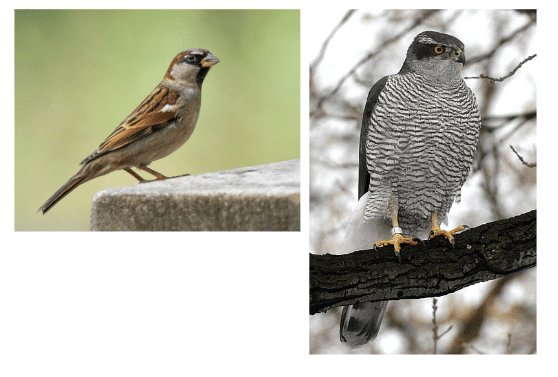 sparrow-hawk