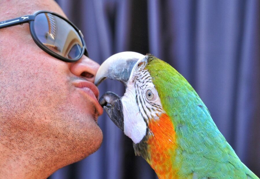 bird-animal-beak-color-kiss-fauna-647058-pxhere.com_