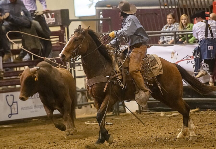 cowboy-4995302_1280