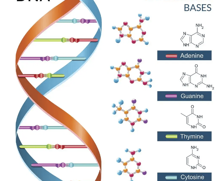 dna