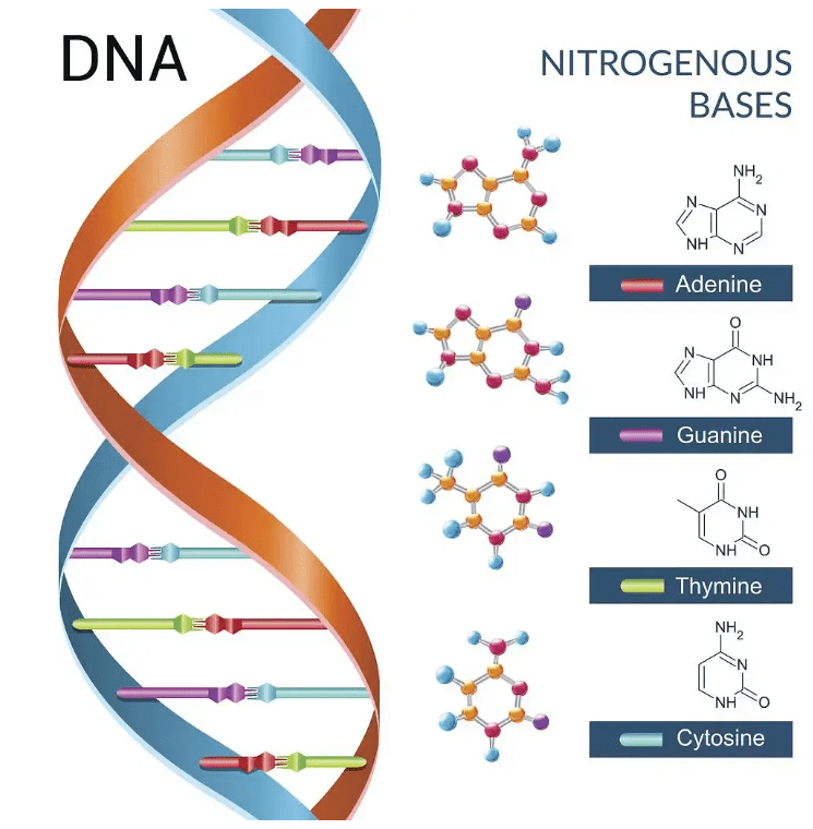 dna